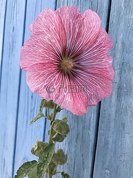 花,奥莱龙岛,滨海夏朗德