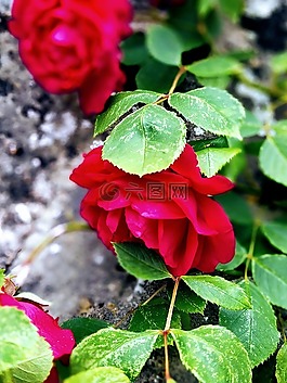 花,玫瑰,墙