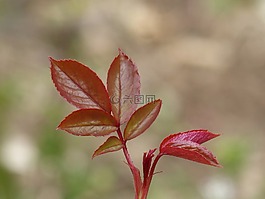 红叶,爆发,片嫩