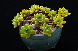 多肉,植物,园艺