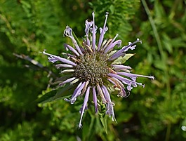 野佛手柑,野花,花