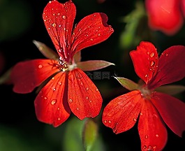 花,天竺葵,雄蕊
