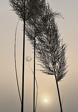 selloana,背光,日出