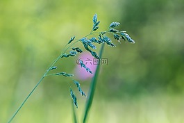 草,刀片,宏