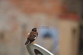 动物,野生,野生动物