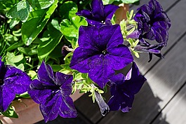 鲜花,紫,天鹅绒