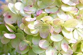 blütenmeer,白色粉红色,鲜花