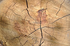 木材,木质材料,纹理