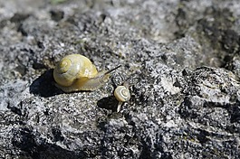 蜗牛,爬网,steinig