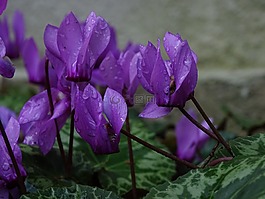 仙客来,花,水