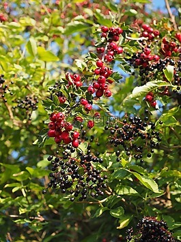 布什,擦除,对冲