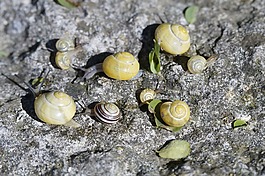 蜗牛,爬网,steinig