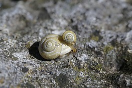 蜗牛,住房,软体动物