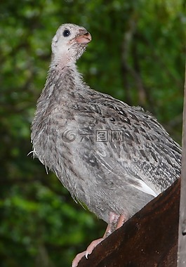 几内亚keet,珍珠鸡,guineahen
