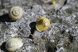 蜗牛,爬网,steinig