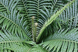 蕨类植物,绿色,流淌