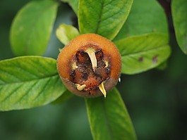 枸杞子,水果,mespilus 小蠊