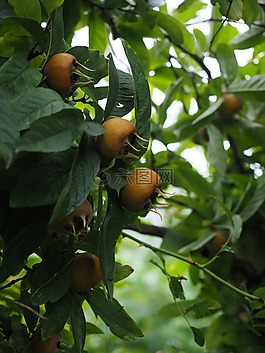 枸杞子,水果,mespilus 小蠊