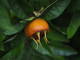 枸杞子,水果,mespilus 小蠊
