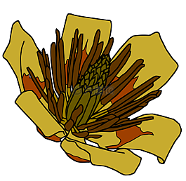花,树花,郁金香杨树