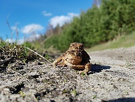 青蛙,一只蟾蜍