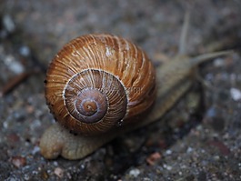 蜗牛,壳,软体动物