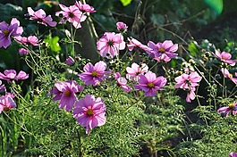 波斯菊粉红色,性质,鲜花