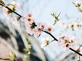 梨花,春日,粉嫩