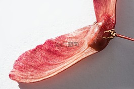 日本枫树,种子,hebrst