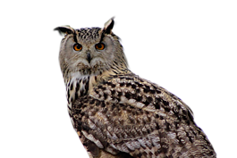 猫头鹰,鸟,鸷鸟