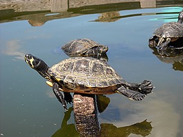 動物,水生動物,龜