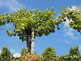 葡萄,葡萄种植,蓝色