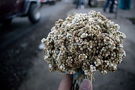 花,雪绒花,变焦