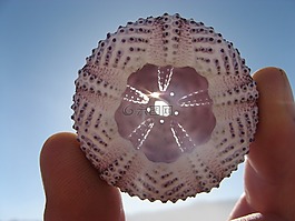 海胆,外壳,海滩