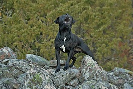 patterdaleterrier,梗,狗