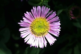 墨菊,erigeron karvinskianus,拉丁美洲灯盏细辛