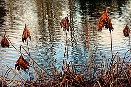 死植物,枯萎,干