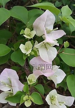 花,粉红色,粉红色的花