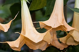 天使号角,brugmansia,属
