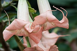 天使号角,brugmansia,属