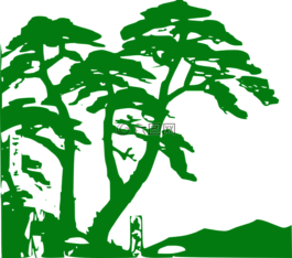 雨林,植被,树