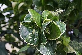 铜叶,铁苋菜amentacea,叶子