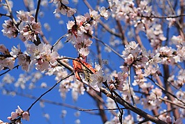桃花,桃花堤,天津