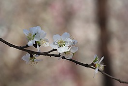 桃花,桃花堤,天津红桥