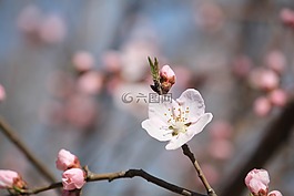 桃花,桃花堤,天津