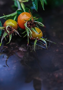 玫瑰果,nypetorn,植物
