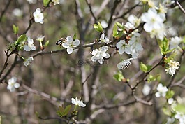 蜜蜂,自然,蜂蜜