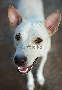 狗,微笑着狗狗,快乐的狗