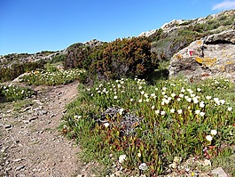 海边,路径,徒步旅行