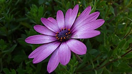 花,性质,美容